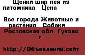 Щенки шар-пея из питомника › Цена ­ 15 000 - Все города Животные и растения » Собаки   . Ростовская обл.,Гуково г.